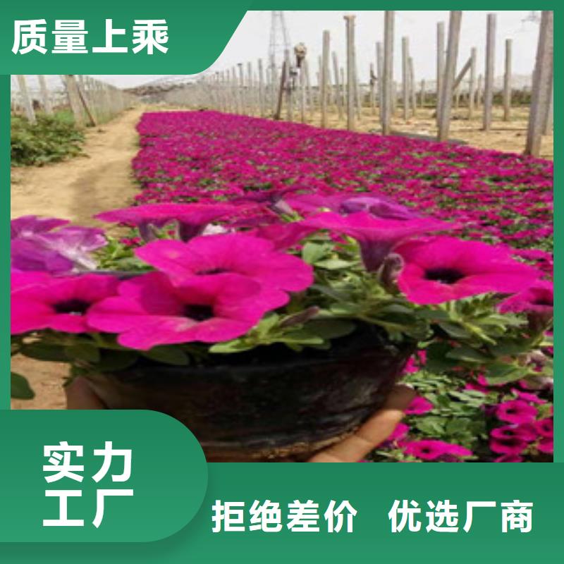 宿根花卉【耐寒耐旱草花基地】随心所欲定制