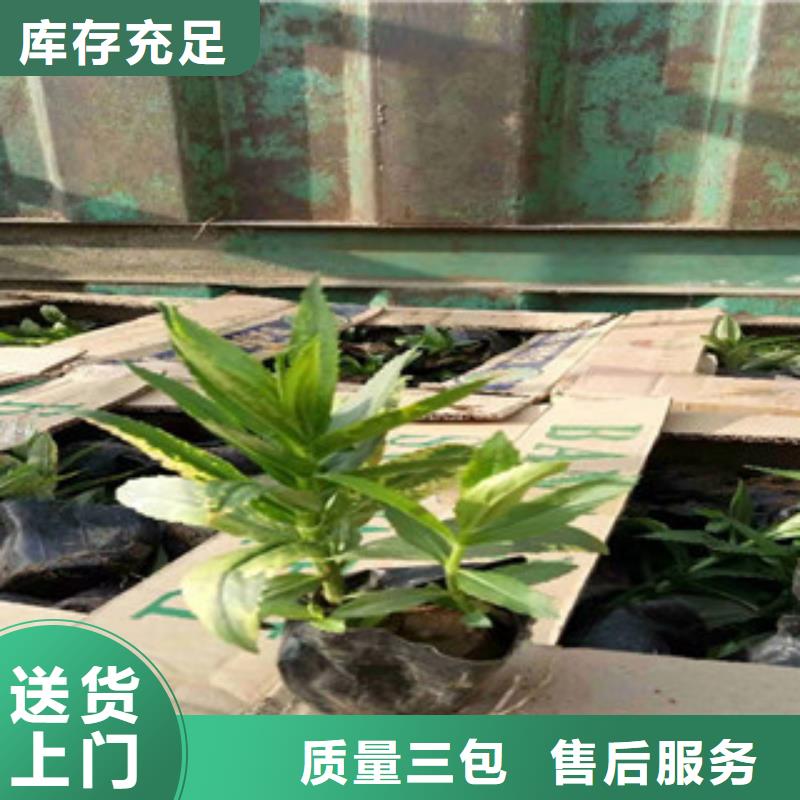 宿根花卉观赏草/蒲苇狼尾草来图定制