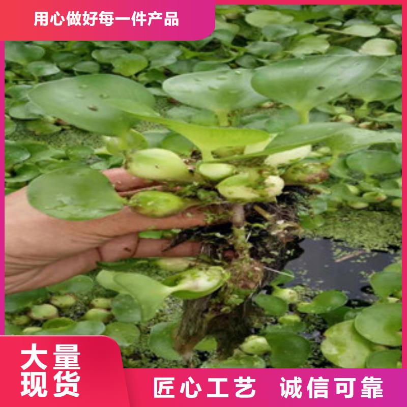 宿根花卉柳叶马鞭草/薰衣草快速发货