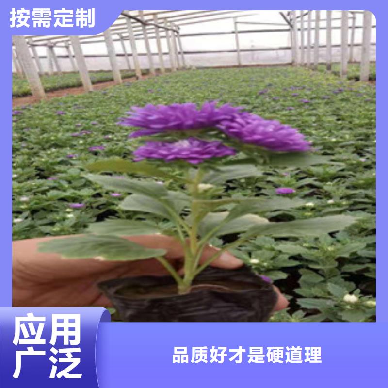 【宿根花卉花海景观工程精益求精】