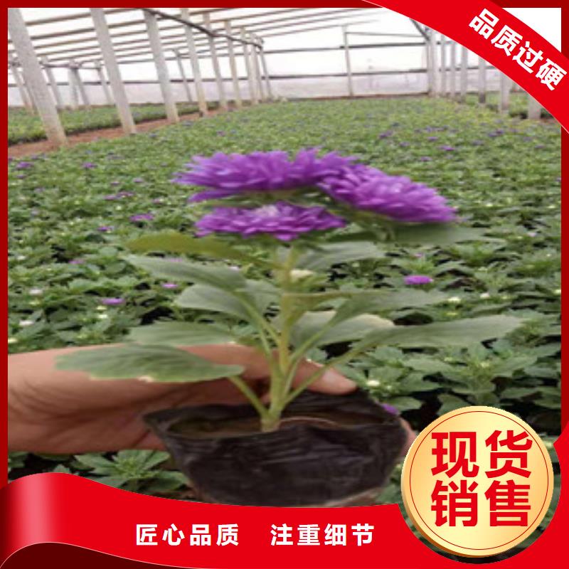 宿根花卉【五一国庆草花批发】产品细节