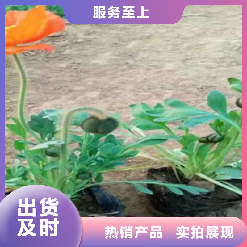 【宿根花卉水生植物/荷花睡莲好品质选我们】