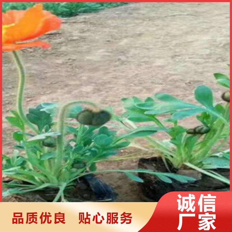 宿根花卉【五一国庆草花批发】产品细节