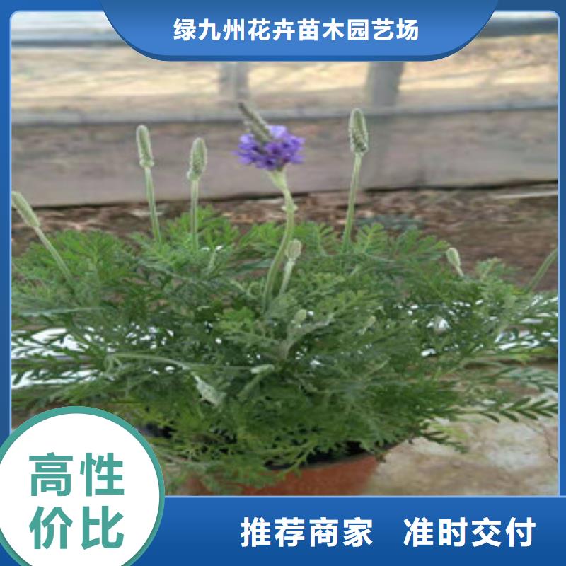 宿根花卉-耐寒耐旱草花基地多种工艺