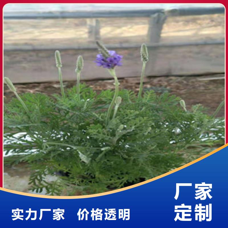 宿根花卉【五一国庆草花批发】产品细节