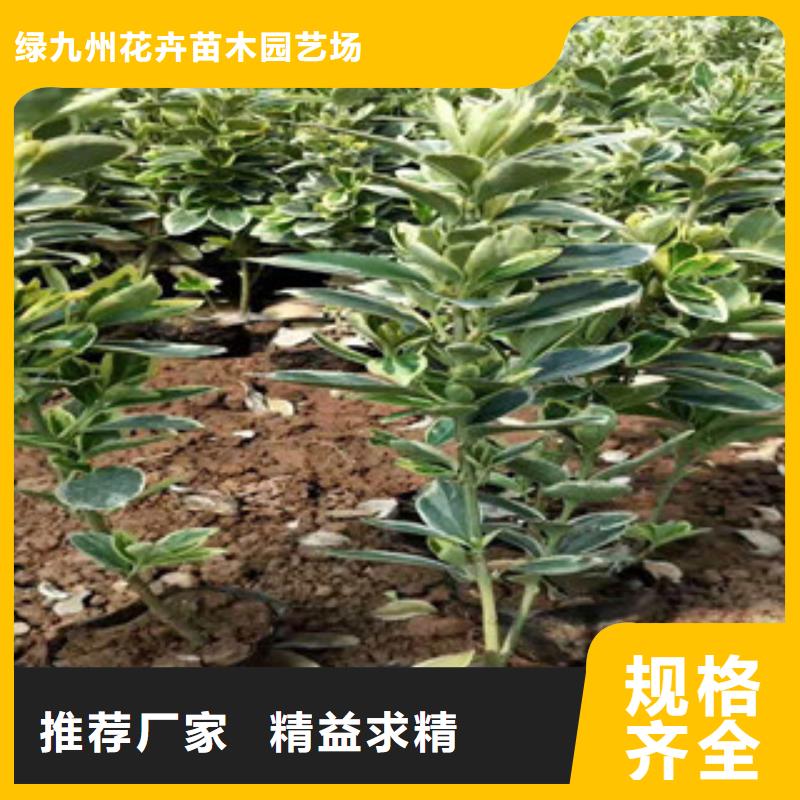 宿根花卉鲁冰花/粉黛乱子草每个细节都严格把关