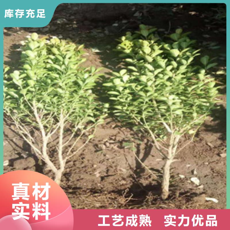 宿根花卉鲁冰花/粉黛乱子草一站式供应