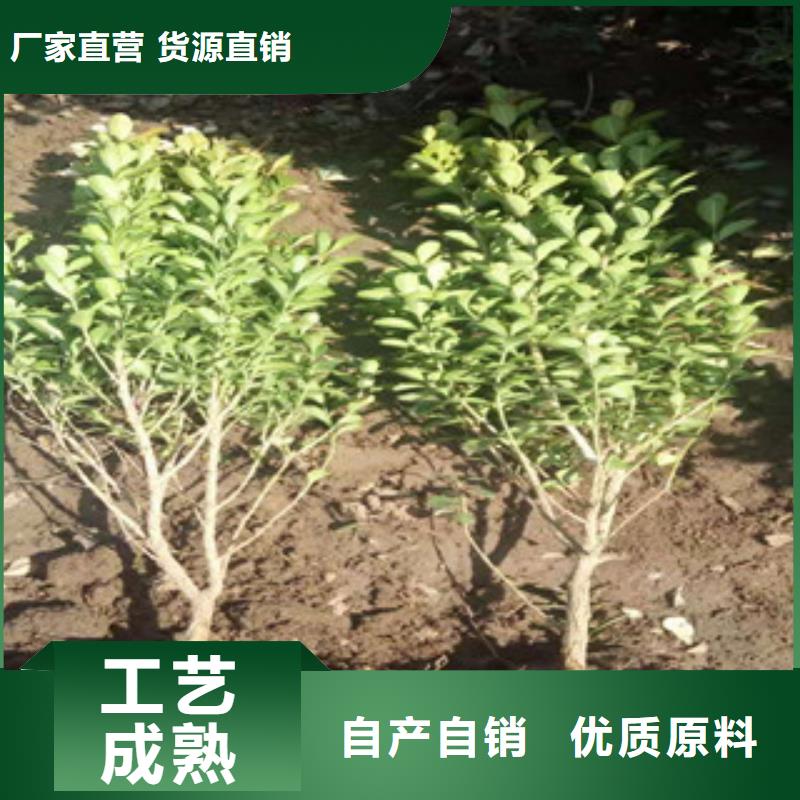 宿根花卉【五一国庆草花批发】产品细节