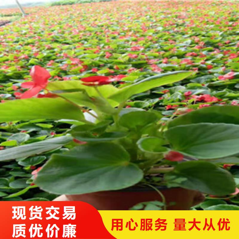 宿根花卉,时令花卉/绿化草花价格放心购