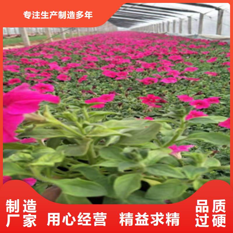 【宿根花卉花海景观工程精益求精】