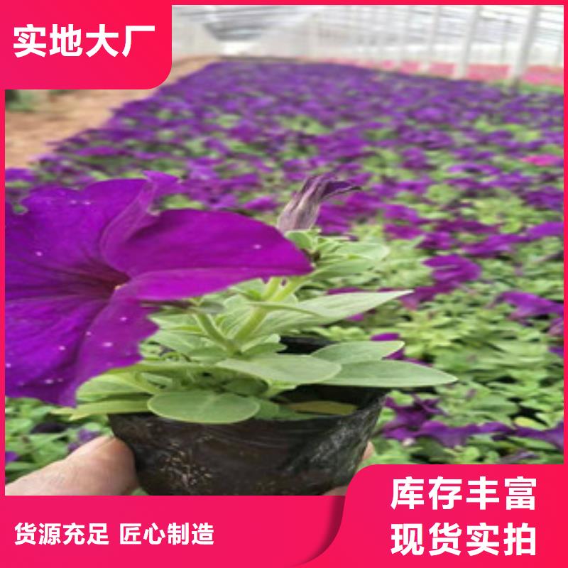 宿根花卉耐寒耐旱草花基地严选用料