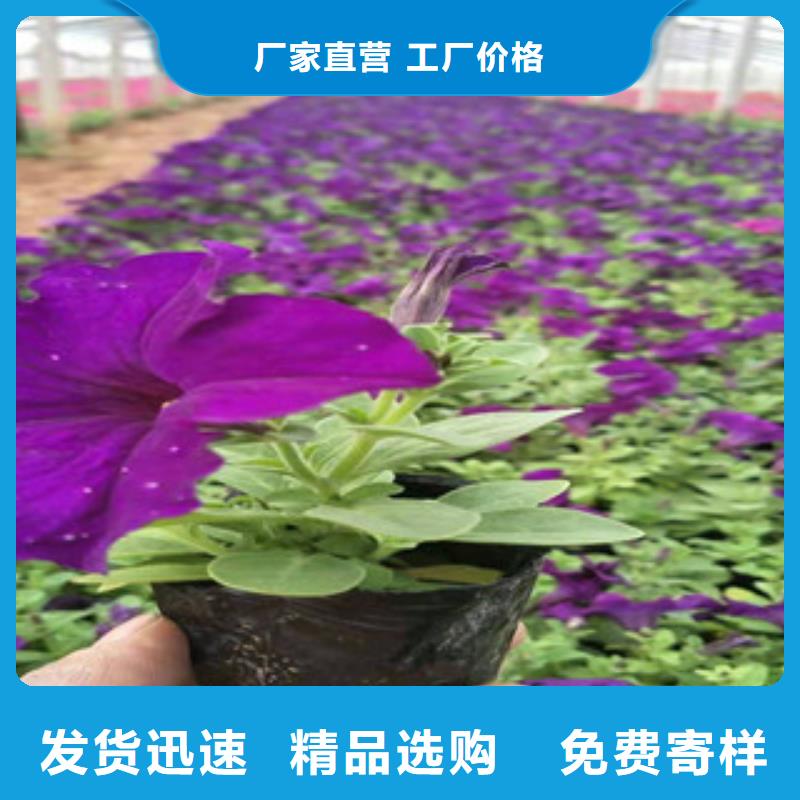 【宿根花卉】,花海景观工程多年经验值得信赖