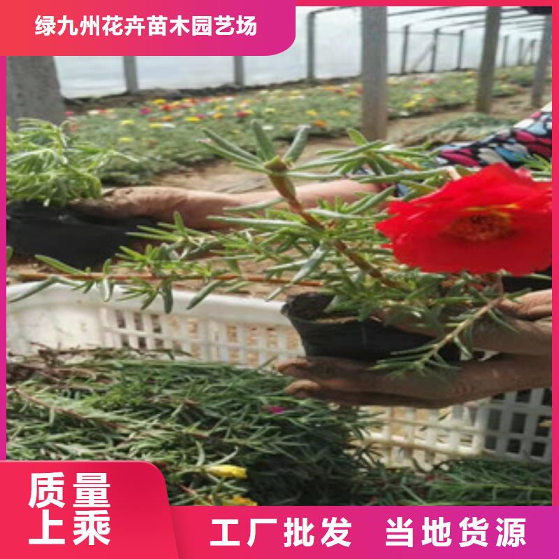 宿根花卉水生植物/荷花睡莲质量检测