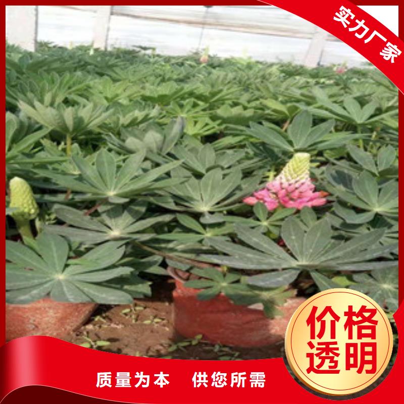 【宿根花卉水生植物/荷花睡莲好品质选我们】