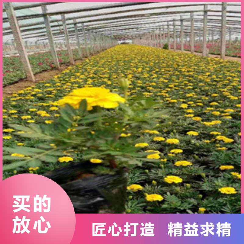 宿根花卉鲁冰花/粉黛乱子草欢迎新老客户垂询