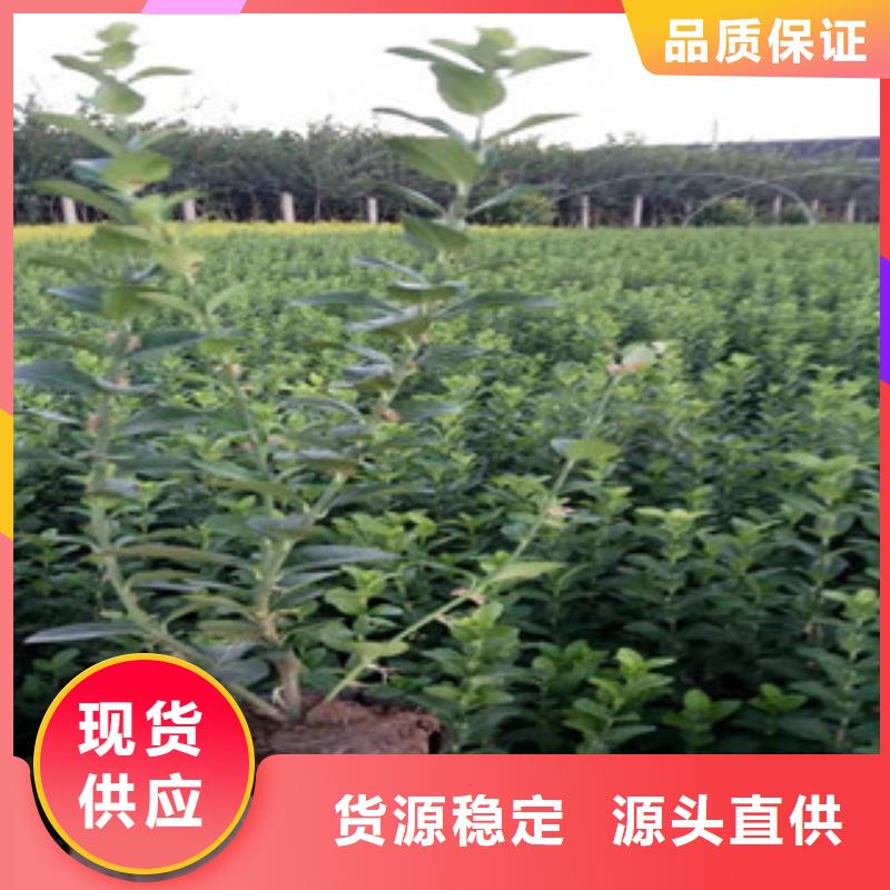 宿根花卉_时令花卉/绿化草花价格厂家直销大量现货