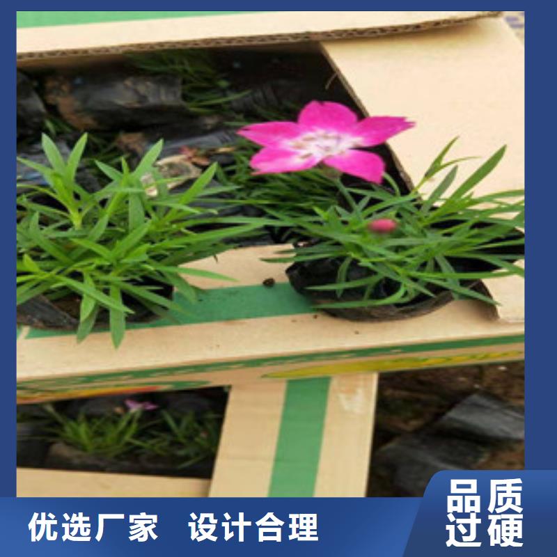 宿根花卉_时令花卉/绿化草花价格厂家直销大量现货