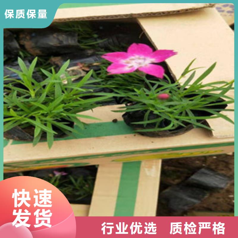 宿根花卉柳叶马鞭草/薰衣草用品质赢得客户信赖