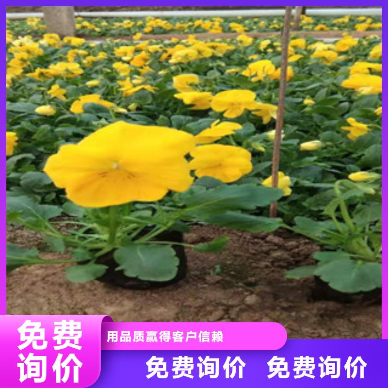 宿根花卉_时令花卉/绿化草花价格厂家直销大量现货