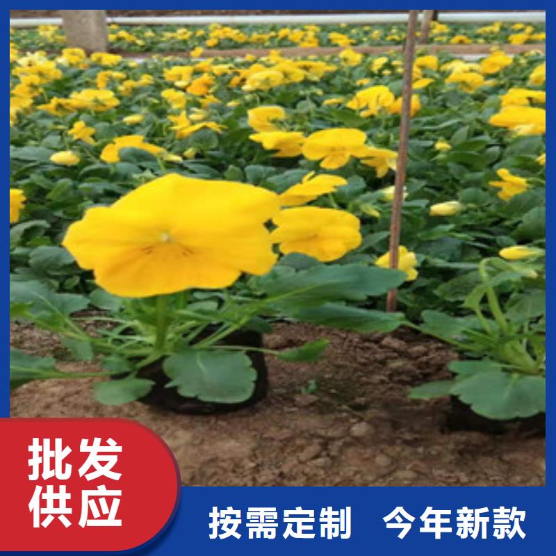 宿根花卉鲁冰花/粉黛乱子草欢迎新老客户垂询