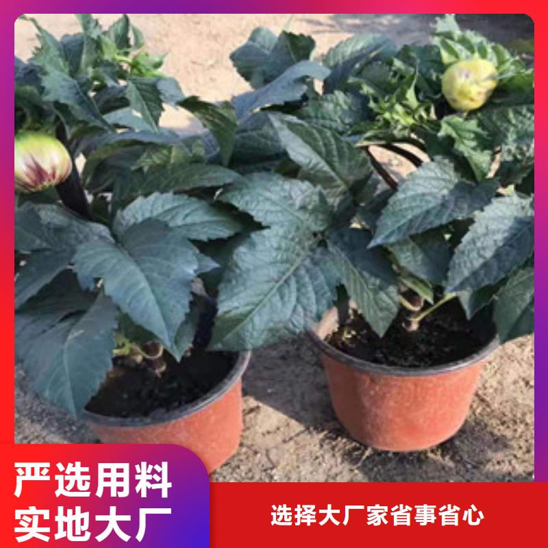 宿根花卉柳叶马鞭草/薰衣草用品质赢得客户信赖