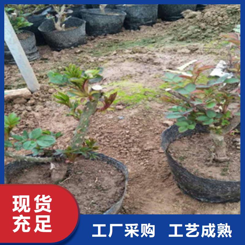 花海景观水生植物/荷花睡莲快速报价