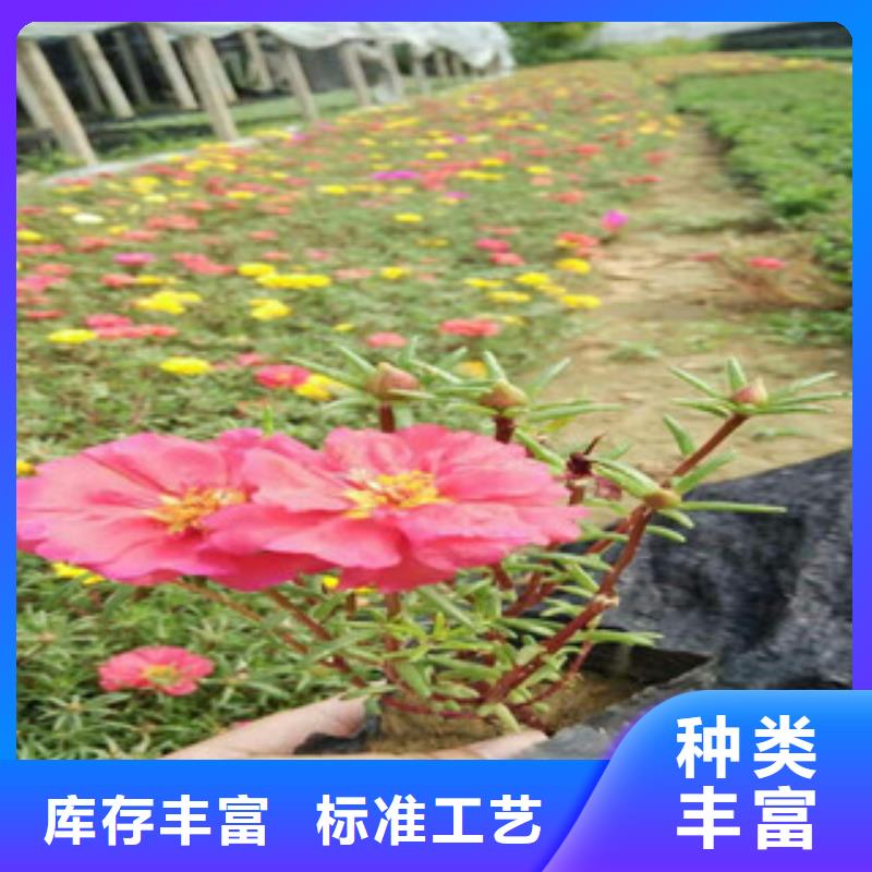 花海景观柳叶马鞭草/薰衣草用心做产品