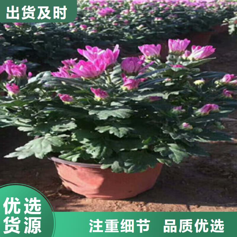 【花海景观鲁冰花/粉黛乱子草多种优势放心选择】