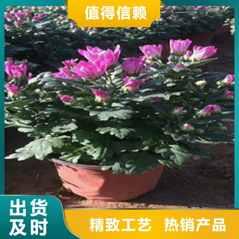 花海景观_耐寒耐旱草花基地源头厂家供应