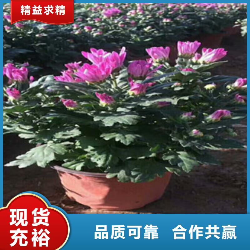 花海景观水生植物/荷花睡莲快速报价