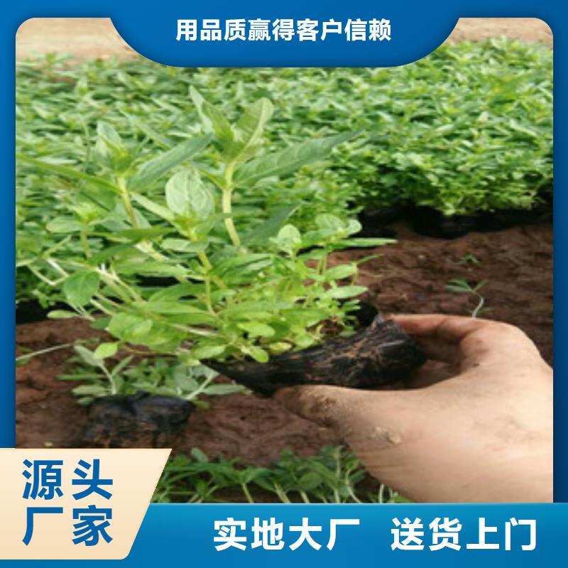 花海景观柳叶马鞭草/薰衣草真材实料诚信经营