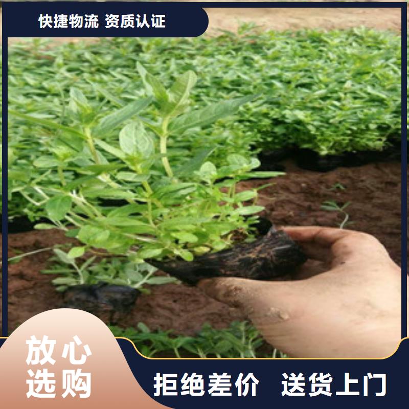 【花海景观鲁冰花/粉黛乱子草多种优势放心选择】