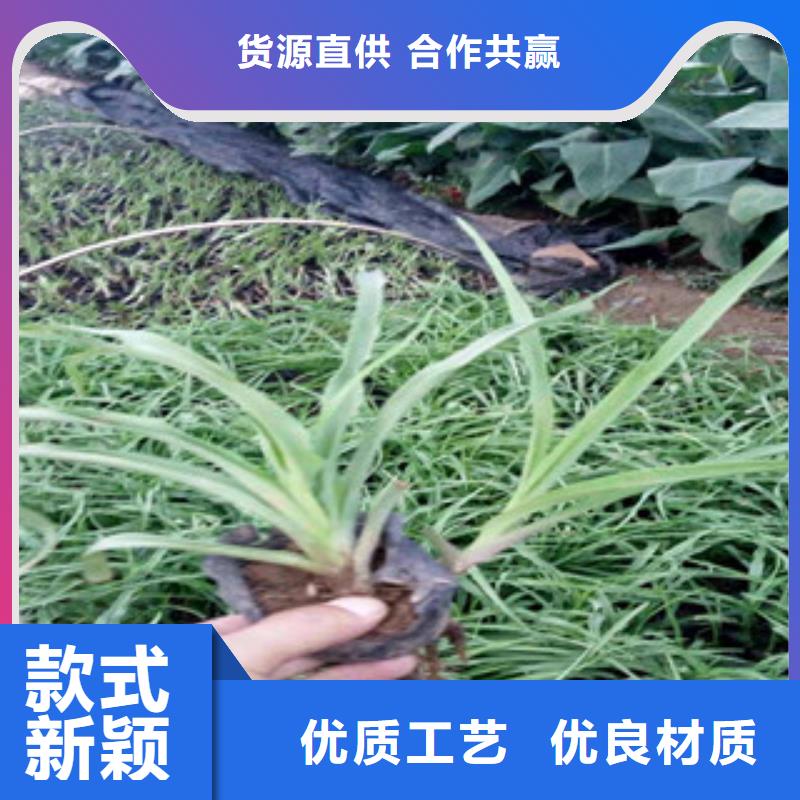 花海景观柳叶马鞭草/薰衣草经验丰富品质可靠