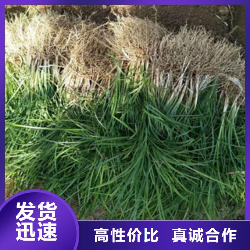 花海景观,花海景观工程质量安心