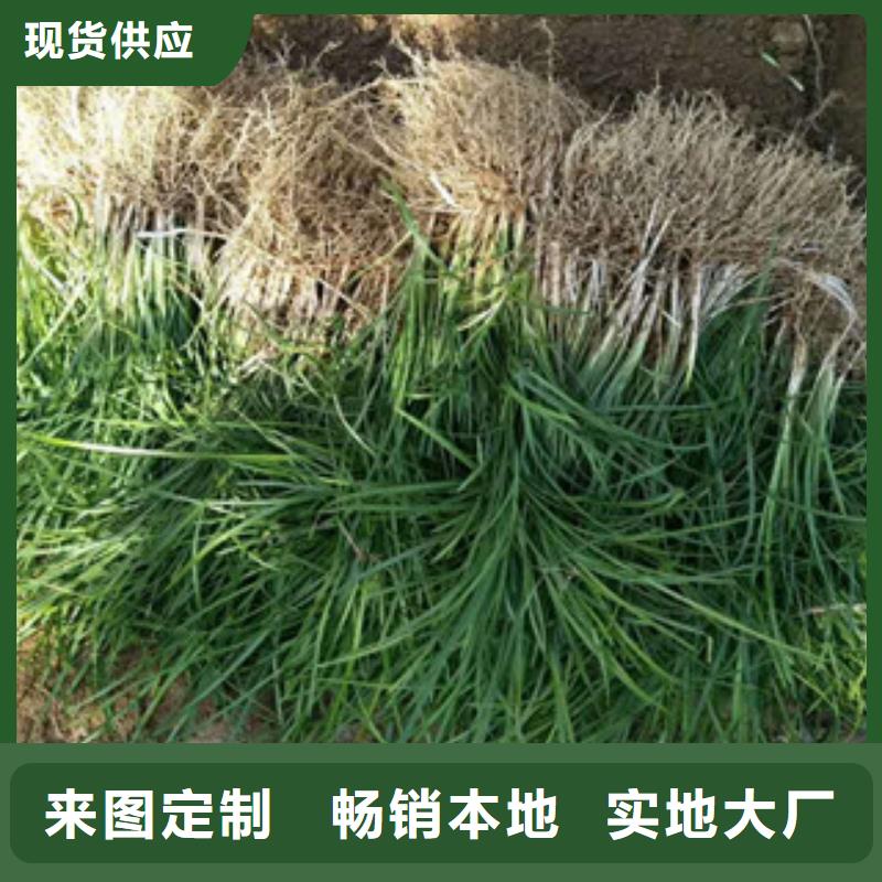 【花海景观水生植物/荷花睡莲标准工艺】