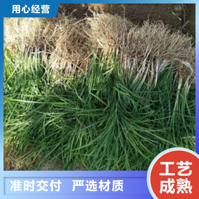 【花海景观鲁冰花/粉黛乱子草多种优势放心选择】