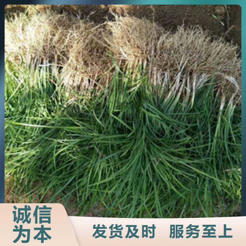 【花海景观耐寒耐旱草花基地采购无忧】