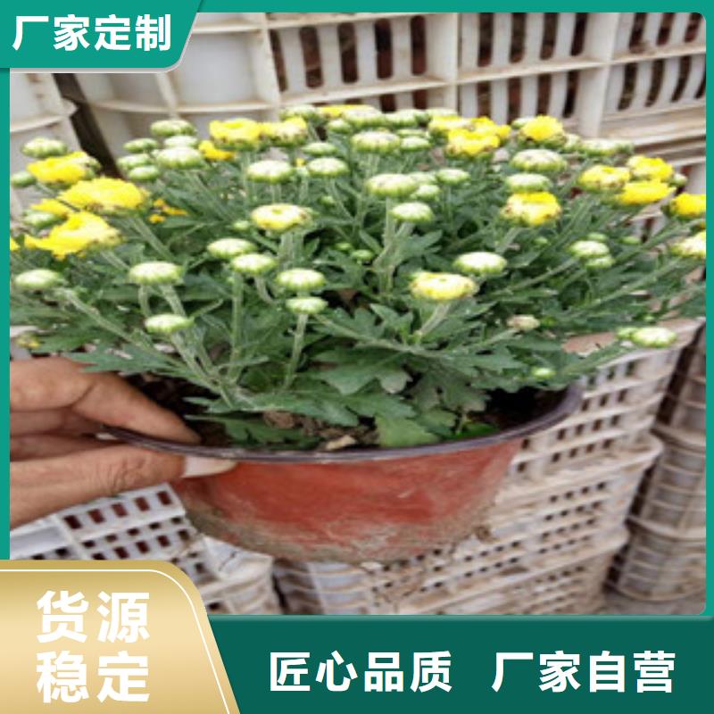 花海景观鲁冰花/粉黛乱子草研发生产销售