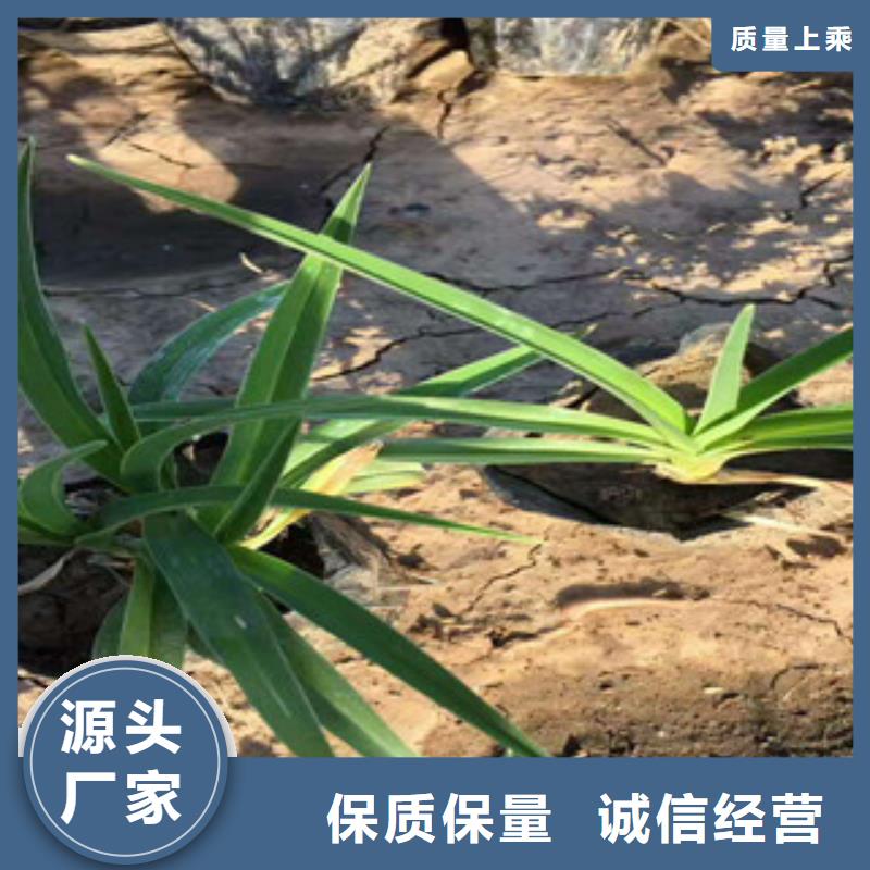 花海景观鲁冰花/粉黛乱子草厂家货源