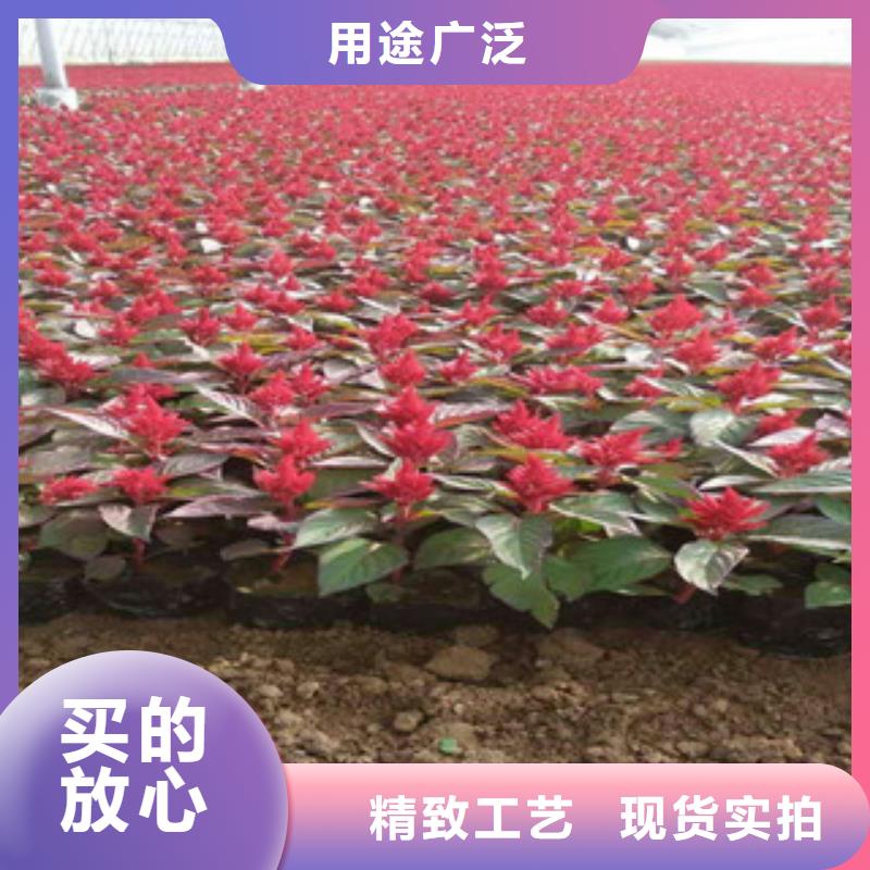 花海景观鲁冰花/粉黛乱子草研发生产销售