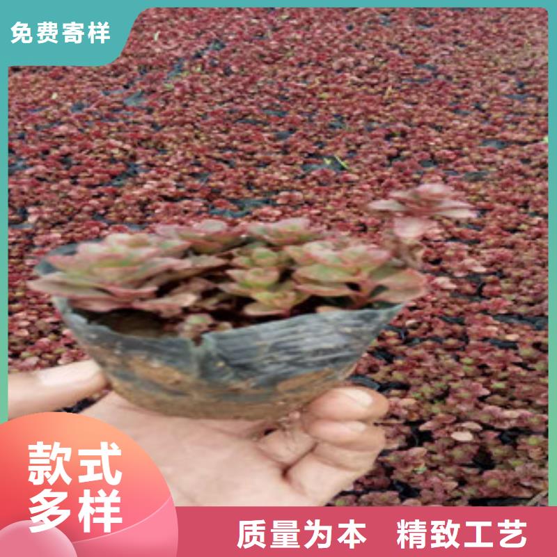 花海景观-【时令花卉/绿化草花价格】客户好评