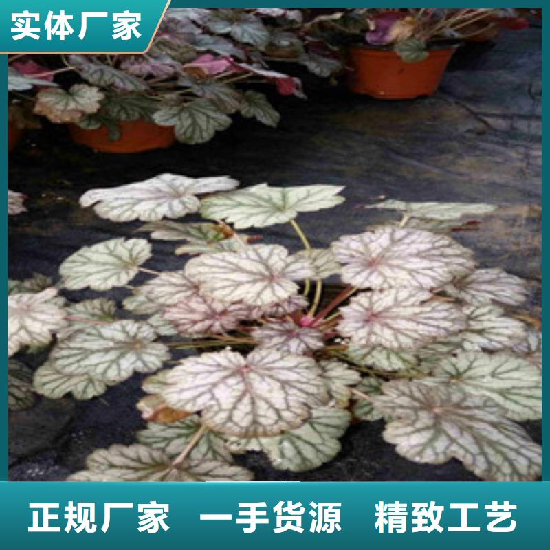 花海景观水生植物/荷花睡莲快速报价