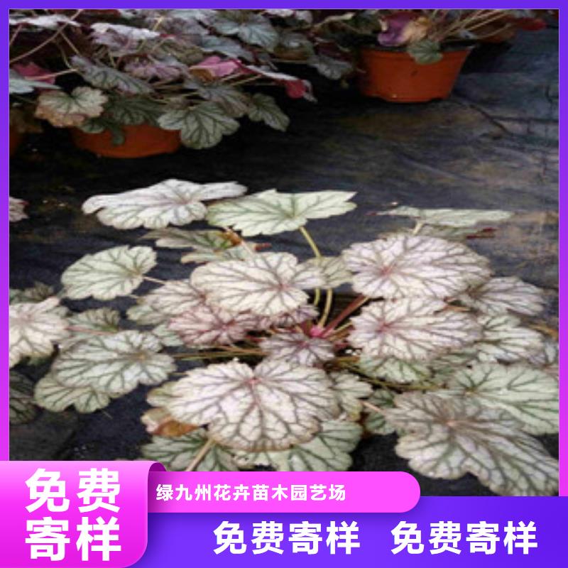 花海景观鲁冰花/粉黛乱子草研发生产销售