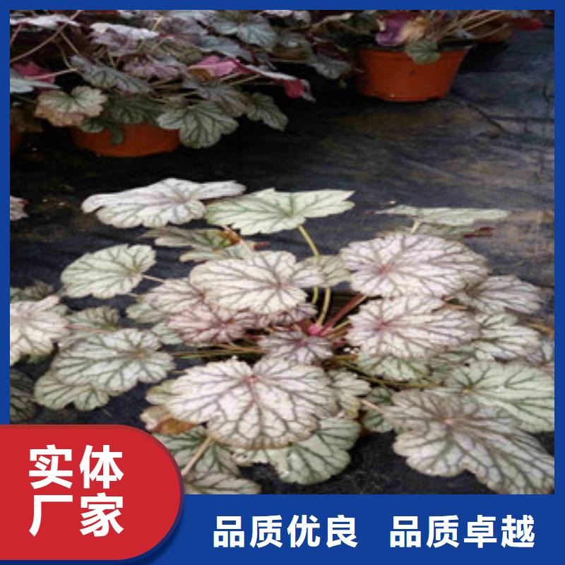 【花海景观水生植物/荷花睡莲快速报价】