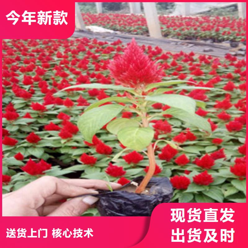 花海景观-【鲁冰花/粉黛乱子草】满足多种行业需求