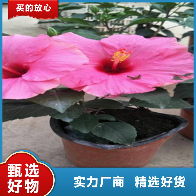 花海景观花海景观工程应用领域