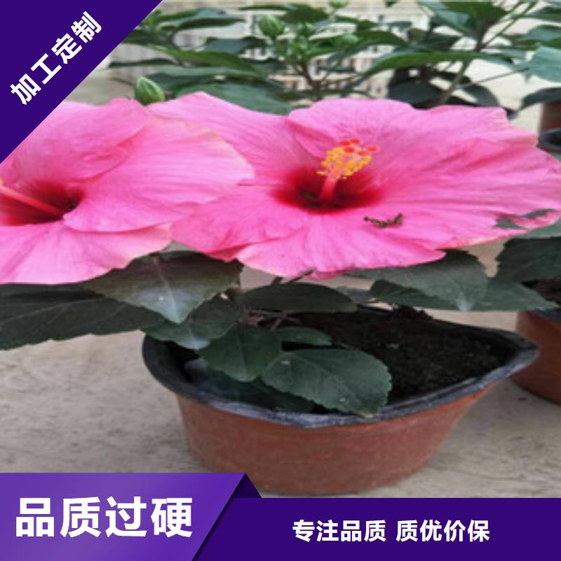 花海景观鲁冰花/粉黛乱子草放心选购