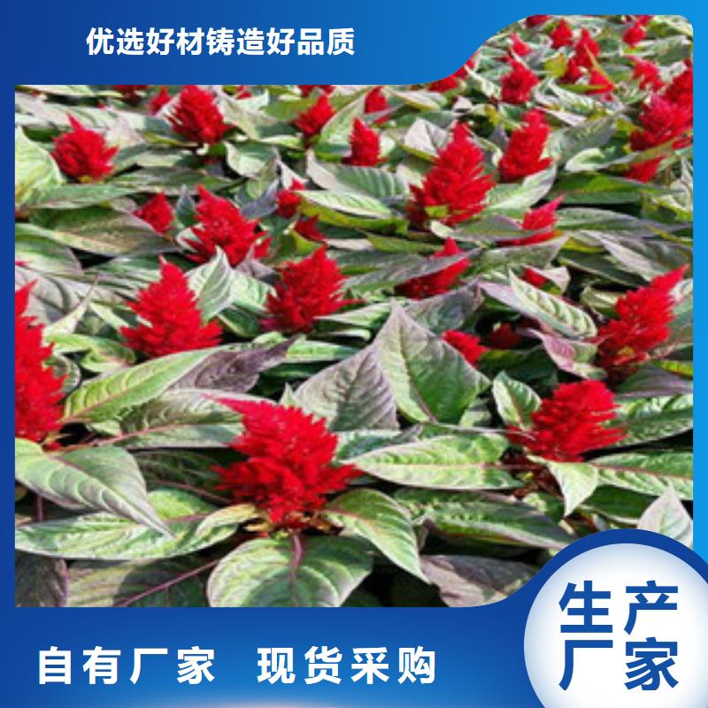 花海景观鲁冰花/粉黛乱子草规格型号全