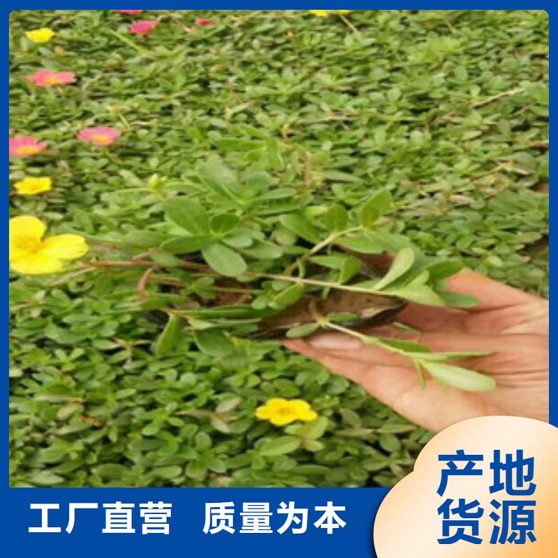 花海景观鲁冰花/粉黛乱子草研发生产销售