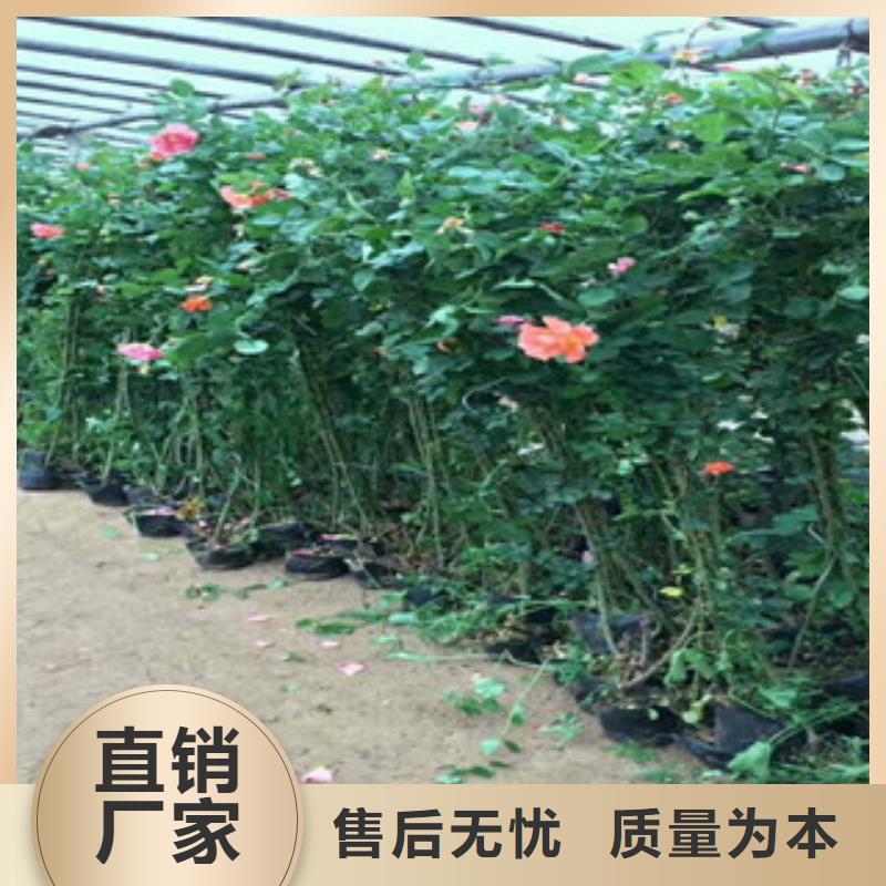 花海景观花海景观工程24小时下单发货